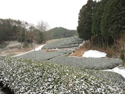 茶畑の雪